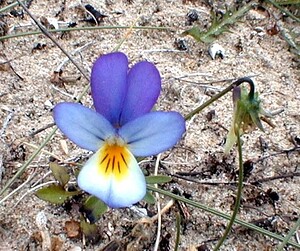 Viola tricolor subsp. curtisii (Violaceae)  - Violette de Curtis, Pensée de Curtis Pas-de-Calais [France] 15/06/2000 - 10m