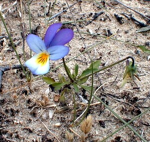 Viola tricolor subsp. curtisii (Violaceae)  - Violette de Curtis, Pensée de Curtis Pas-de-Calais [France] 15/06/2000 - 10m