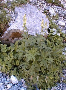 Aconitum lycoctonum subsp. vulparia (Ranunculaceae)  - Coqueluchon jaune Hautes-Alpes [France] 26/07/2000 - 1870m