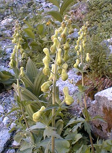 Aconitum lycoctonum subsp. vulparia (Ranunculaceae)  - Coqueluchon jaune Hautes-Alpes [France] 26/07/2000 - 1870m