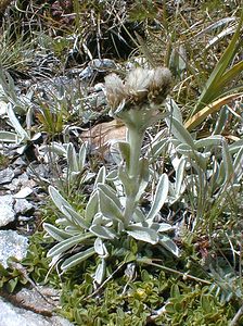 Antennaria carpatica (Asteraceae)  - Antennaire des Carpates, Pied-de-chat des Carpates Savoie [France] 24/07/2000 - 2750m