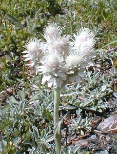 Antennaria dioica (Asteraceae)  - Antennaire dioïque, Patte-de-chat, Pied-de(chat dioïque, Gnaphale dioïque, Hispidule - Mountain Everlasting Haute-Savoie [France] 20/07/2000 - 2430m