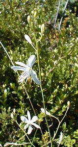 Anthericum ramosum (Asparagaceae)  - Phalangère rameuse, Anthéricum ramifié - Branched St Bernard's-lily Ain [France] 18/07/2000 - 550m