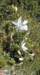 Anthericum ramosum (Asparagaceae)  - Phalangère rameuse, Anthéricum ramifié - Branched St Bernard's-lily Ain [France] 18/07/2000 - 550m