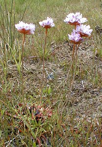Armeria maritima (Plumbaginaceae)  - Armérie maritime, Gazon d'Olympe maritime, Herbe à sept têtes - Thrift Savoie [France] 28/07/2000 - 2370m