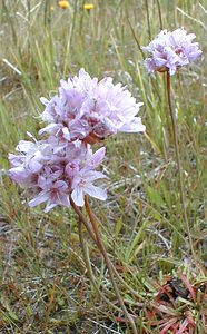 Armeria maritima (Plumbaginaceae)  - Armérie maritime, Gazon d'Olympe maritime, Herbe à sept têtes - Thrift Savoie [France] 28/07/2000 - 2370m
