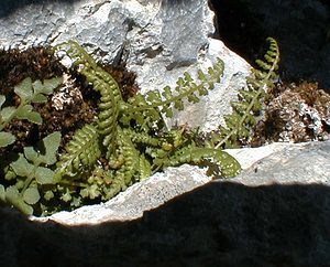 Asplenium fontanum (Aspleniaceae)  - Doradille des fontaines, Doradille de Haller, Doradille des sources - Smooth Rock-spleenwort Ain [France] 18/07/2000 - 550m