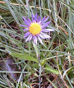 Aster alpinus (Asteraceae)  - Aster des Alpes Savoie [France] 24/07/2000 - 1730m