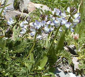 Astragalus alpinus (Fabaceae)  - Astragale des Alpes - Alpine Milk-vetch Haute-Savoie [France] 20/07/2000 - 2430m