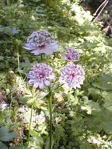 Astrantia major (Apiaceae)  - Grande astrance, Astrance élevée, Grande radiaire - Astrantia Ain [France] 18/07/2000 - 900m