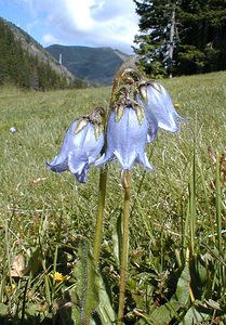 Campanula barbata (Campanulaceae)  - Campanule barbue Haute-Savoie [France] 19/07/2000 - 1560m