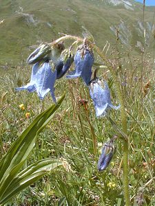 Campanula barbata (Campanulaceae)  - Campanule barbue Savoie [France] 22/07/2000 - 1940m