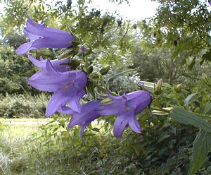 Campanula latifolia (Campanulaceae)  - Campanule à larges feuilles - Giant Bellflower Jura [France] 16/07/2000 - 180m