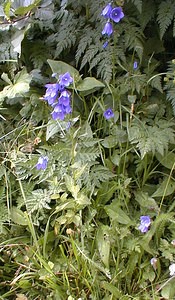 Campanula rhomboidalis (Campanulaceae)  - Campanule rhomboidale, Campanule à feuilles en losange - Broad-leaved Harebell Savoie [France] 23/07/2000 - 2020m