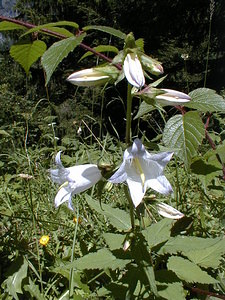 Campanula trachelium (Campanulaceae)  - Campanule gantelée, Gant de Notre-Dame, Ortie bleue - Nettle-leaved Bellflower Savoie [France] 22/07/2000 - 1940m