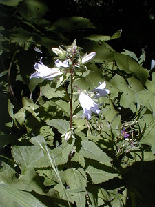 Campanula trachelium (Campanulaceae)  - Campanule gantelée, Gant de Notre-Dame, Ortie bleue - Nettle-leaved Bellflower Savoie [France] 22/07/2000 - 1940m