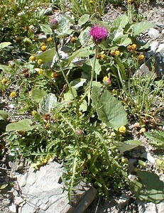 Carduus defloratus subsp. carlinifolius (Asteraceae)  - Chardon à feuilles de carline Haute-Savoie [France] 20/07/2000 - 2430m