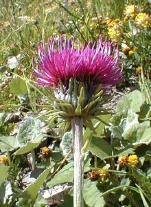 Carduus defloratus subsp. carlinifolius (Asteraceae)  - Chardon à feuilles de carline Haute-Savoie [France] 20/07/2000 - 2430m