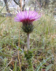 Carduus defloratus subsp. carlinifolius (Asteraceae)  - Chardon à feuilles de carline Savoie [France] 25/07/2000 - 2000m