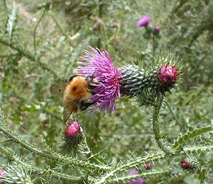 Carduus personata (Asteraceae)  - Chardon bardane Jura [France] 16/07/2000 - 180m