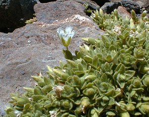 Cerastium alpinum (Caryophyllaceae)  - Céraiste des Alpes - Alpine Mouse-ear Hautes-Alpes [France] 27/07/2000 - 3150m