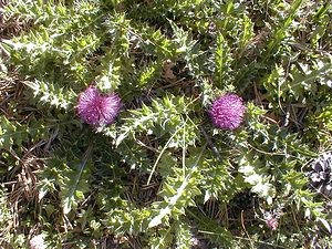 Cirsium acaulon (Asteraceae)  - Cirse acaule, Cirse sans tige - Dwarf Thistle Hautes-Alpes [France] 28/07/2000 - 1830m