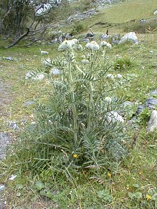 Cirsium eriophorum (Asteraceae)  - Cirse laineux, Cirse aranéeux - Woolly Thistle Savoie [France] 25/07/2000 - 2000m