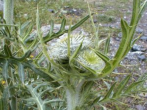 Cirsium eriophorum (Asteraceae)  - Cirse laineux, Cirse aranéeux - Woolly Thistle Savoie [France] 25/07/2000 - 2000m