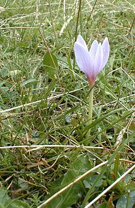 Colchicum autumnale (Colchicaceae)  - Colchique d'automne, Safran des prés - Meadow Saffron Savoie [France] 25/07/2000 - 2000m