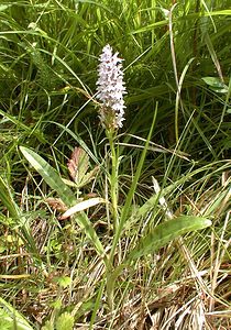 Dactylorhiza fuchsii (Orchidaceae)  - Dactylorhize de Fuchs, Orchis de Fuchs, Orchis tacheté des bois, Orchis de Meyer, Orchis des bois - Common Spotted-orchid Pas-de-Calais [France] 01/07/2000 - 90m