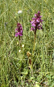 Dactylorhiza majalis (Orchidaceae)  - Dactylorhize de mai - Western Marsh-orchid Savoie [France] 22/07/2000 - 1940m