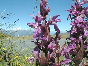 Dactylorhiza majalis (Orchidaceae)  - Dactylorhize de mai - Western Marsh-orchid Savoie [France] 31/07/2000 - 1970m