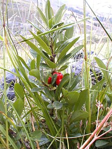 Daphne mezereum (Thymelaeaceae)  - Daphné bois-joli, Daphné bois-gentil, Bois-joli, Bois-gentil, Daphné mézéréon - Mezereon Savoie [France] 25/07/2000 - 2000m