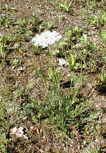Daucus carota (Apiaceae)  - Carotte sauvage, Carotte commune, Daucus carotte Ain [France] 19/07/2000 - 550m