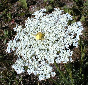 Daucus carota (Apiaceae)  - Carotte sauvage, Carotte commune, Daucus carotte Ain [France] 19/07/2000 - 550mAvec une thomise ? l'affut