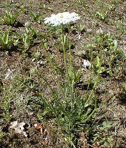 Daucus carota (Apiaceae)  - Carotte sauvage, Carotte commune, Daucus carotte Ain [France] 19/07/2000 - 550m