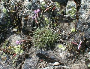 Dianthus gratianopolitanus (Caryophyllaceae)  - oeillet de Grenoble, oeillet bleuâtre, oeillet mignardise - Cheddar Pink Hautes-Alpes [France] 27/07/2000 - 3150m