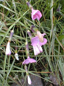 Dianthus saxicola (Caryophyllaceae)  - oeillet saxicole, Pipolet Savoie [France] 24/07/2000 - 1730m