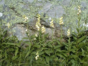 Digitalis grandiflora (Plantaginaceae)  - Digitale à grandes fleurs - Yellow Foxglove Hautes-Alpes [France] 27/07/2000 - 3150m