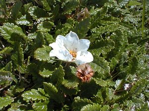 Dryas octopetala (Rosaceae)  - Dryade à huit pétales, Thé des alpes - Mountain Avens Hautes-Alpes [France] 27/07/2000 - 3150m