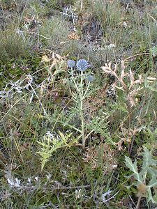 Echinops ritro (Asteraceae)  - Échinops ritro, Échinops, Chardon bleu Hautes-Alpes [France] 26/07/2000 - 1160m