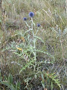 Echinops ritro (Asteraceae)  - Échinops ritro, Échinops, Chardon bleu Hautes-Alpes [France] 26/07/2000 - 1160m