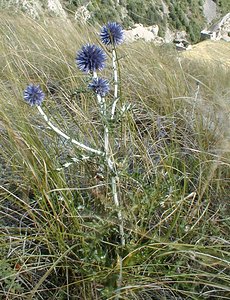 Echinops ritro (Asteraceae)  - Échinops ritro, Échinops, Chardon bleu Hautes-Alpes [France] 26/07/2000 - 1160m