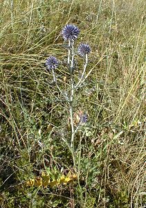 Echinops ritro (Asteraceae)  - Échinops ritro, Échinops, Chardon bleu Hautes-Alpes [France] 26/07/2000 - 1160m