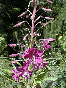 Epilobium angustifolium (Onagraceae)  - Épilobe à feuilles étroites, Épilobe en épi, Laurier de saint Antoine Ain [France] 18/07/2000 - 900m