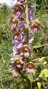 Epipactis atrorubens (Orchidaceae)  - Épipactide rouge sombre, Épipactis rouge sombre, Épipactis brun rouge, Épipactis pourpre noirâtre, Helléborine rouge - Dark-red Helleborine Jura [France] 16/07/2000 - 880m