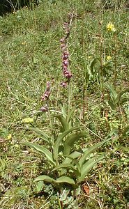 Epipactis atrorubens (Orchidaceae)  - Épipactide rouge sombre, Épipactis rouge sombre, Épipactis brun rouge, Épipactis pourpre noirâtre, Helléborine rouge - Dark-red Helleborine Jura [France] 16/07/2000 - 880m