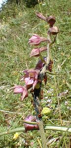 Epipactis atrorubens (Orchidaceae)  - Épipactide rouge sombre, Épipactis rouge sombre, Épipactis brun rouge, Épipactis pourpre noirâtre, Helléborine rouge - Dark-red Helleborine Jura [France] 16/07/2000 - 880m