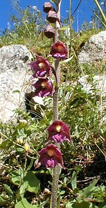 Epipactis atrorubens (Orchidaceae)  - Épipactide rouge sombre, Épipactis rouge sombre, Épipactis brun rouge, Épipactis pourpre noirâtre, Helléborine rouge - Dark-red Helleborine Jura [France] 16/07/2000 - 880m