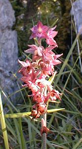 Epipactis atrorubens (Orchidaceae)  - Épipactide rouge sombre, Épipactis rouge sombre, Épipactis brun rouge, Épipactis pourpre noirâtre, Helléborine rouge - Dark-red Helleborine Ain [France] 18/07/2000 - 550m